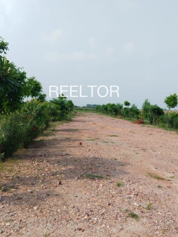 Plots For Rent In Sharas Bali Chowki