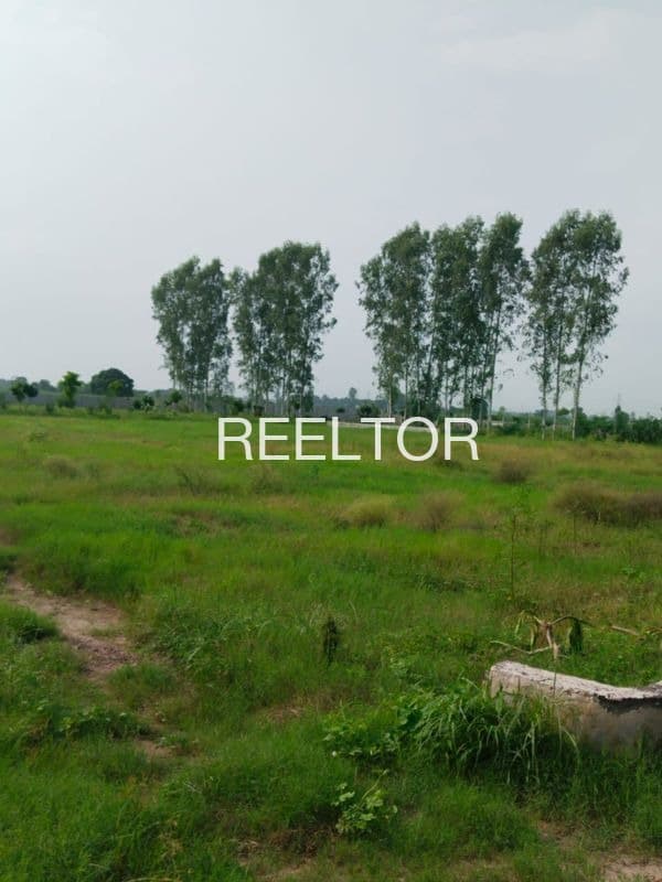 Plots For Rent In Jasunsamula Palampur