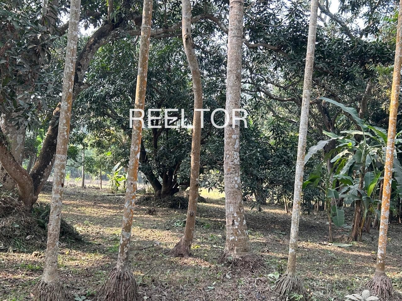 Plots For Rent In Rakshashbhuwan Georai