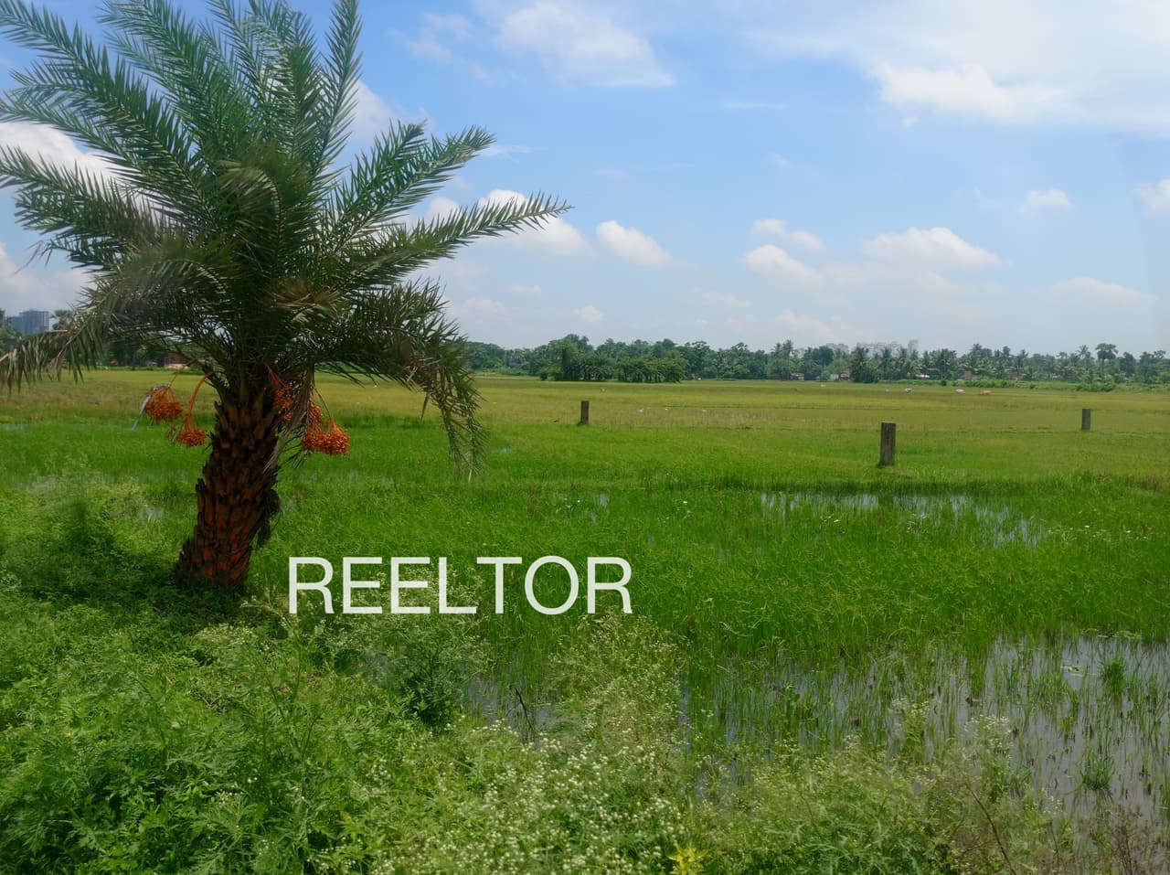 Plots For Rent In Khoju Shajapur