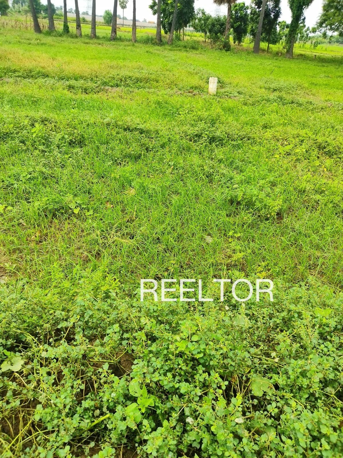 Plots For Rent In Yendayar Kanjirappally