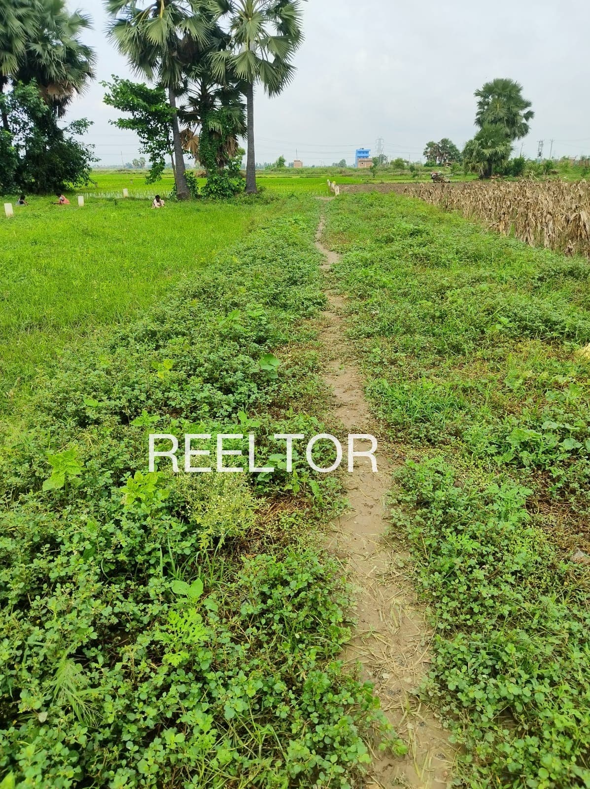 Plots For Rent In Shrikrishanpura Kotkhawada