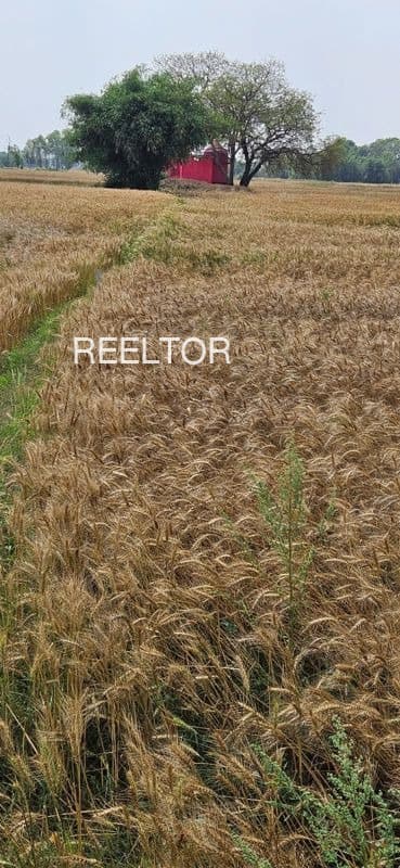 Plots For Rent In Bhimnala Zari Jamani