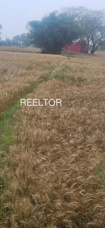 Plots For Rent In Birharu Ka Nagla Kumher