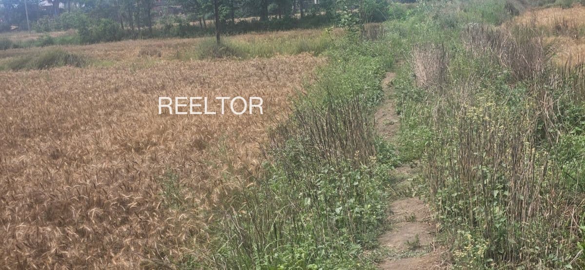 Plots For Rent In Imail Kheda Gulana