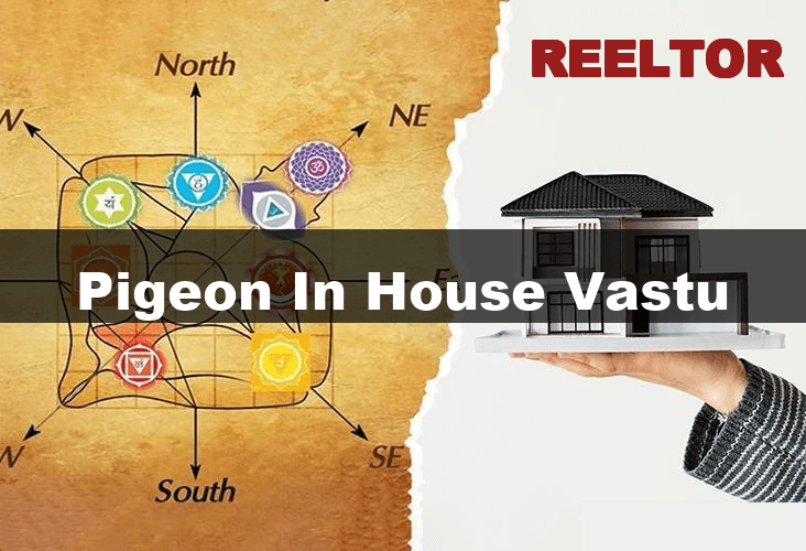 Unlocking Pigeon in House Vastu Secrets