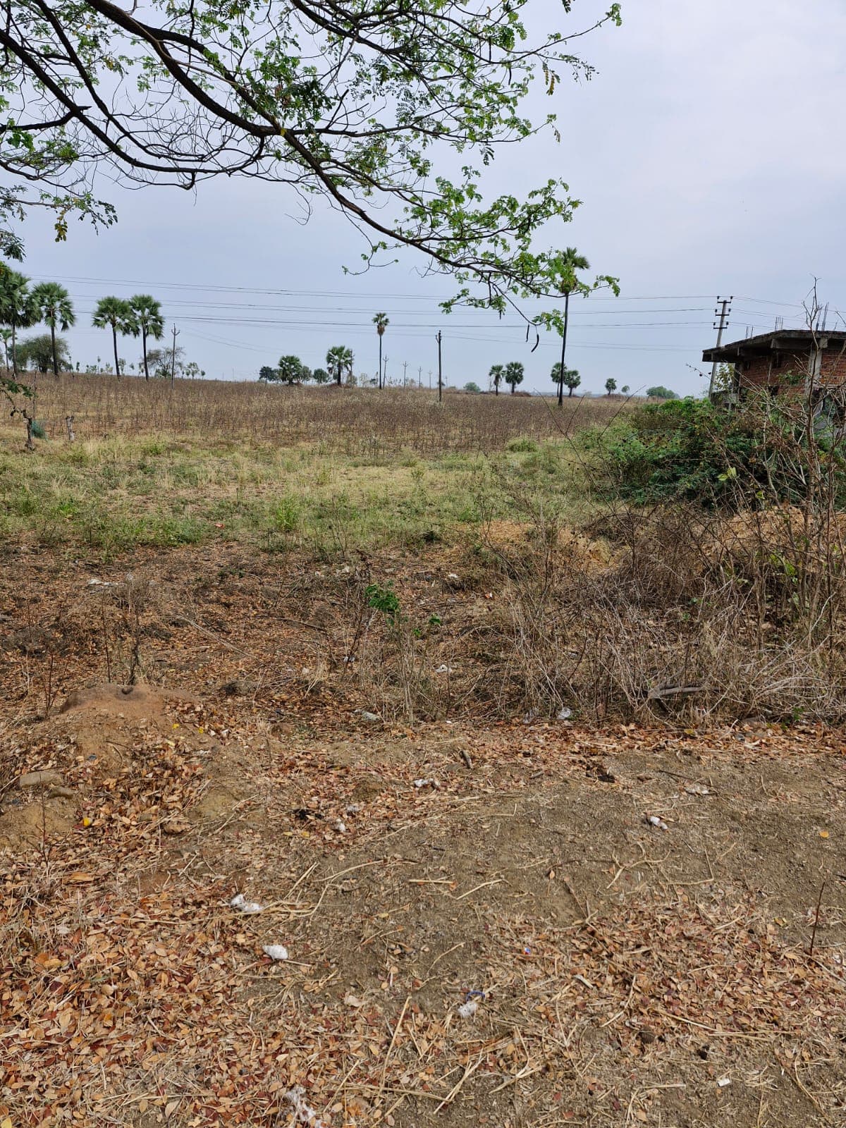 Image of land in telangana