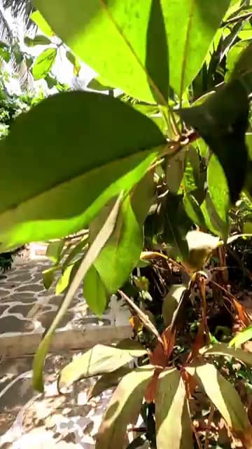 Find 1 Bhk In Nakshatra Residency For Rent Kankipadu